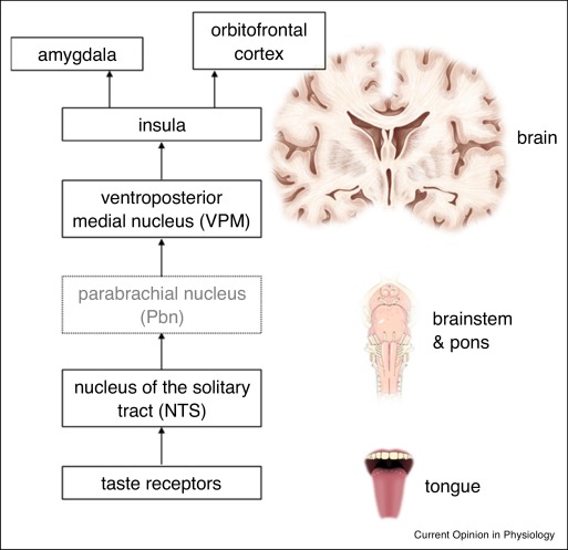 8 Motivations behind Why Your Expendable Taste Consumed