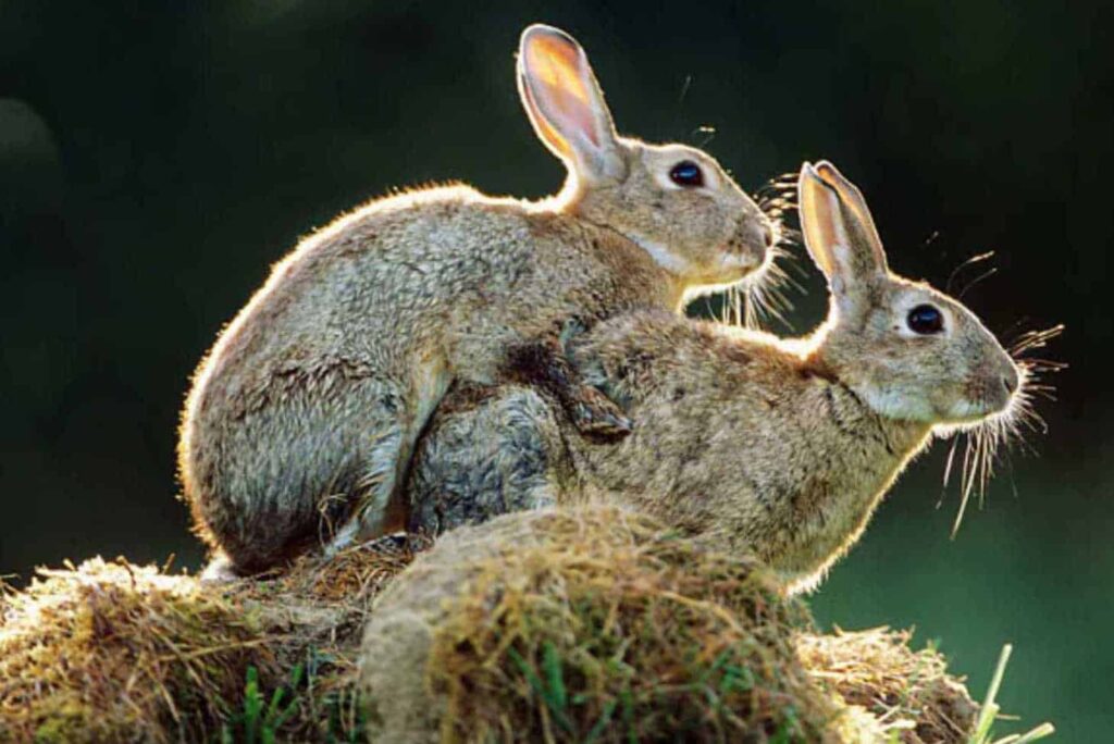 Do Bunnies Mate For Life