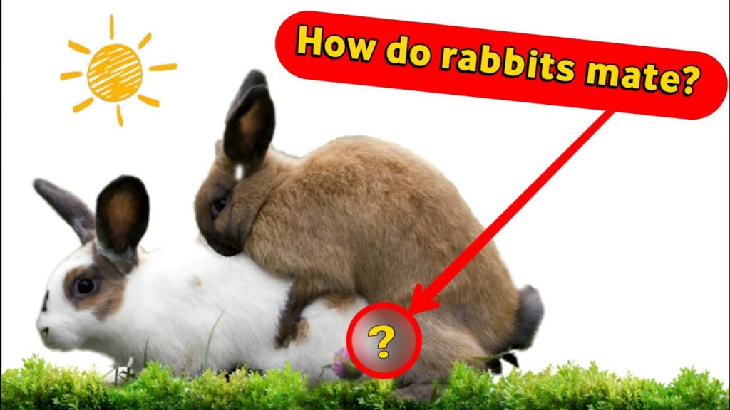 Do Rabbits Mate For Life